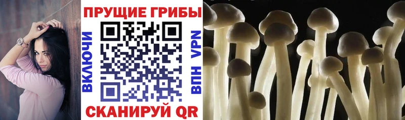 дарнет шоп  Сокол  Псилоцибиновые грибы Cubensis 
